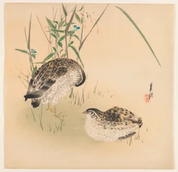 Duas codornas, c.1890-1910 (impressão em cores xilogravura)